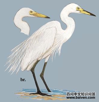 �а��ص�ͼ��