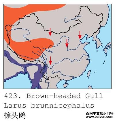 ��ͷŸ�ĵ����ֲ�ͼ