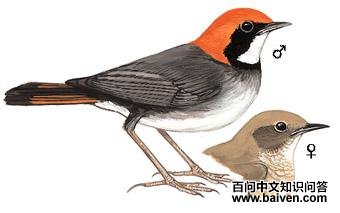 ��ͷ����ͼ��