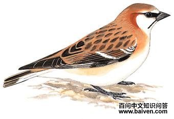 �ؾ�ѩȸ��ͼ��