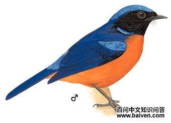 �ظ����l��ͼ��