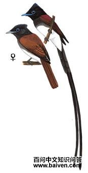 ���ٴ�[��]��ͼ��