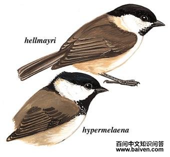 ����ɽȸ��ͼ��