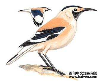 ��β��ѻ��ͼ��