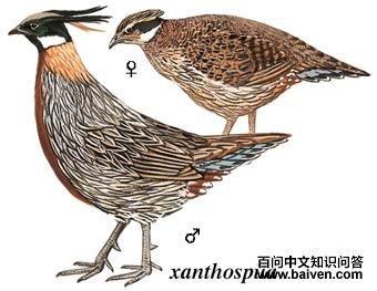 �׼���ͼ��