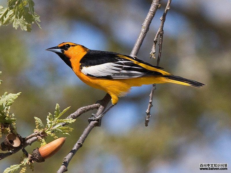 ��������ͼƬ