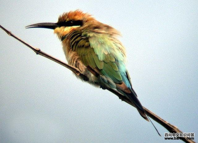 �ʺ�仢��ͼƬ