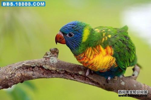 �ʺ�����