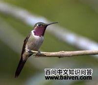 ��ë�ȷ����ͼƬ