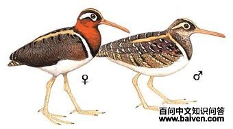 ���֣��������