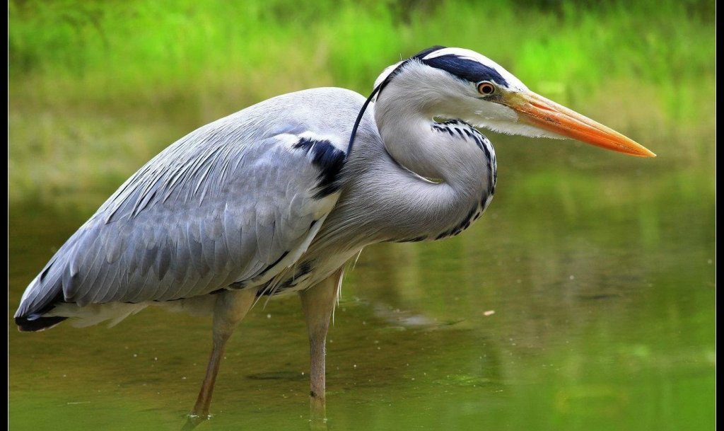 ���أ�����