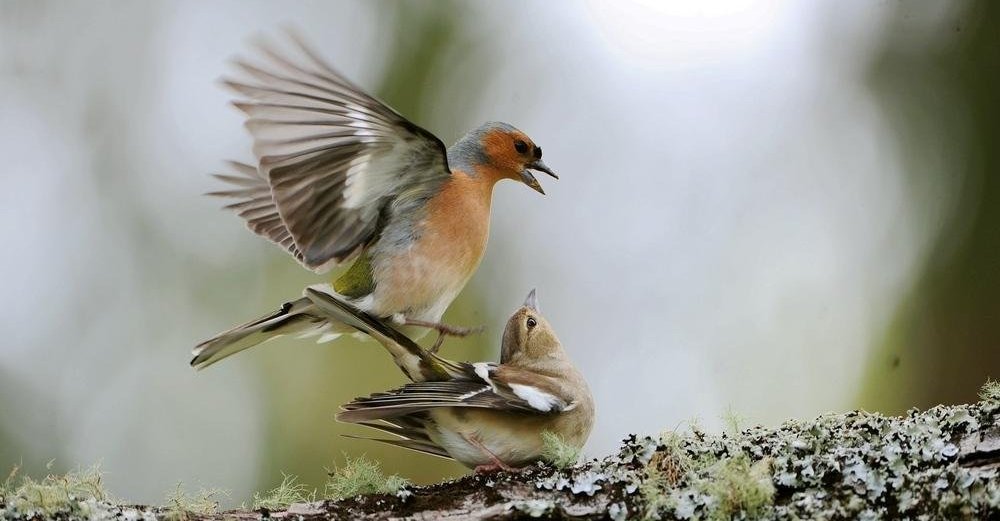 ��ͷ��ȸ����Ϊ������Ϊ����