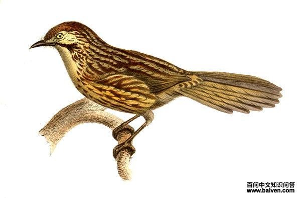 ��������ͼƬ