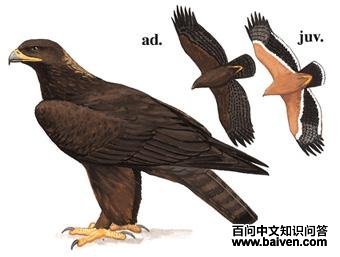 ��ԭ����̬����ͼ