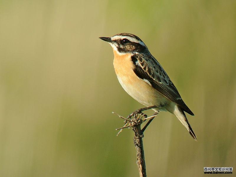 ��ԭʯ�S��ͼƬ