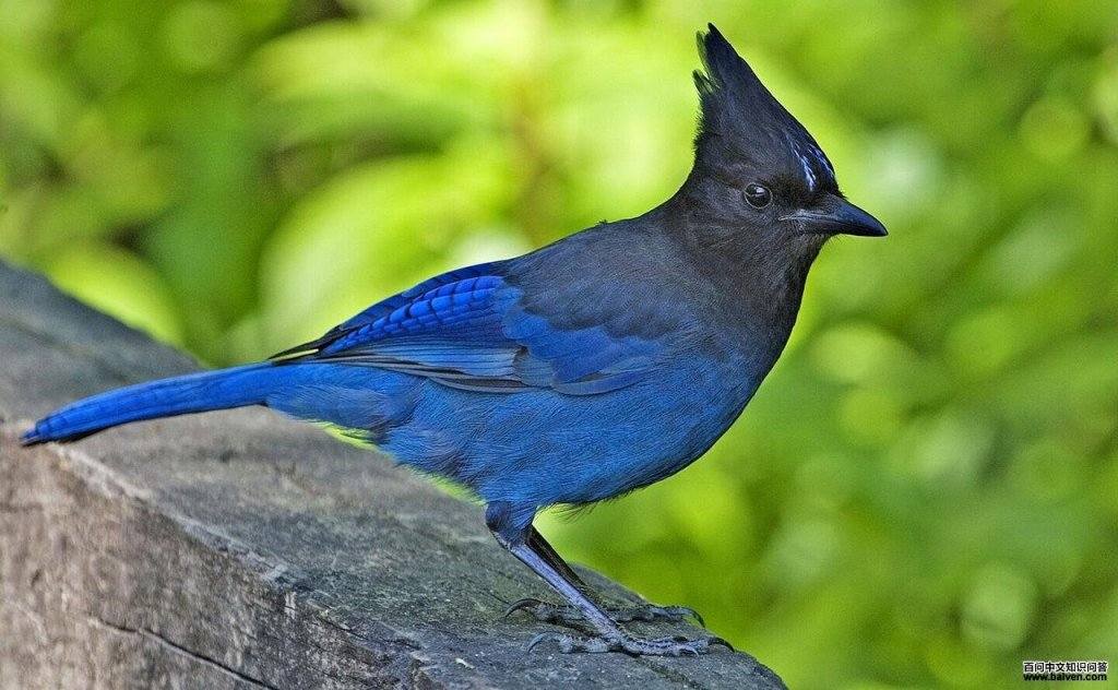 ������ѻ��ͼƬ