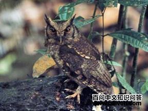 �踹���^��ͼƬ