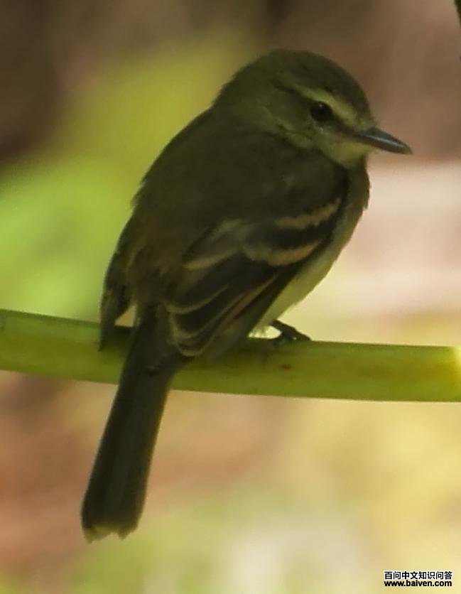 ���ְ��l��ͼƬ