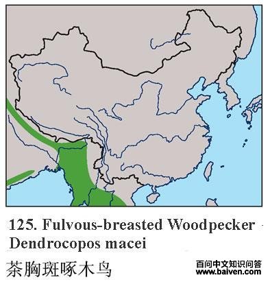 ���ذ���ľ�񣺵����ֲ�ͼ