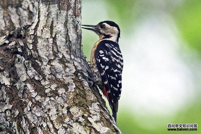 ���ذ���ľ����������ӡ�ȣ�