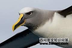 �鵺Բβ��