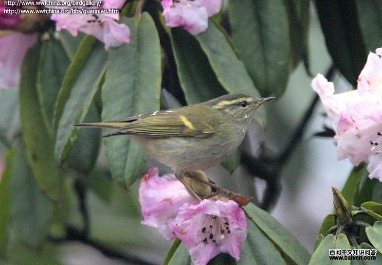 �Ȱ߳���ݺ�������Ĵ���by ��ү�ӣ�