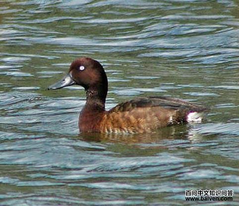 ����С�G�f��ͼƬ