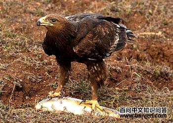 Шβ�� Aquila audax