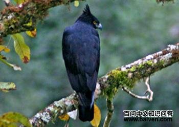 ���޹ڵ���ӥ��Stephanoaetus coronatus