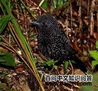 ���β���ӵ�ͼƬ