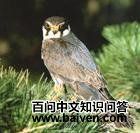 ����ָ�
