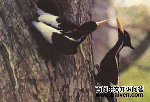 ����ľ��