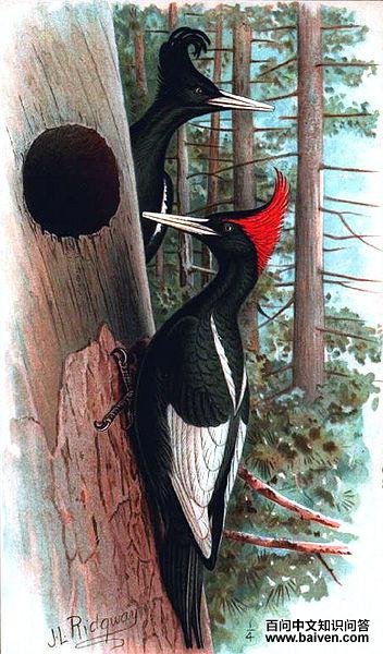 ����ľ��