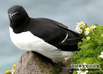 ���캣ȸ