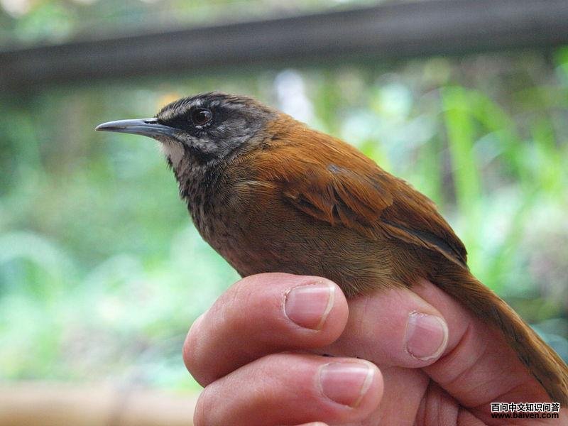 ��βέ���ӵ�ͼƬ