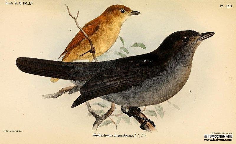 ��ɫ������l��ͼƬ