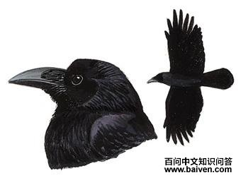 ������ѻ