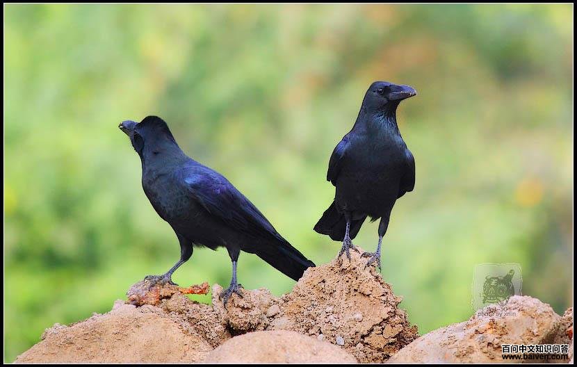 ������ѻһ�ԣ��ұߵ��ƺ��������