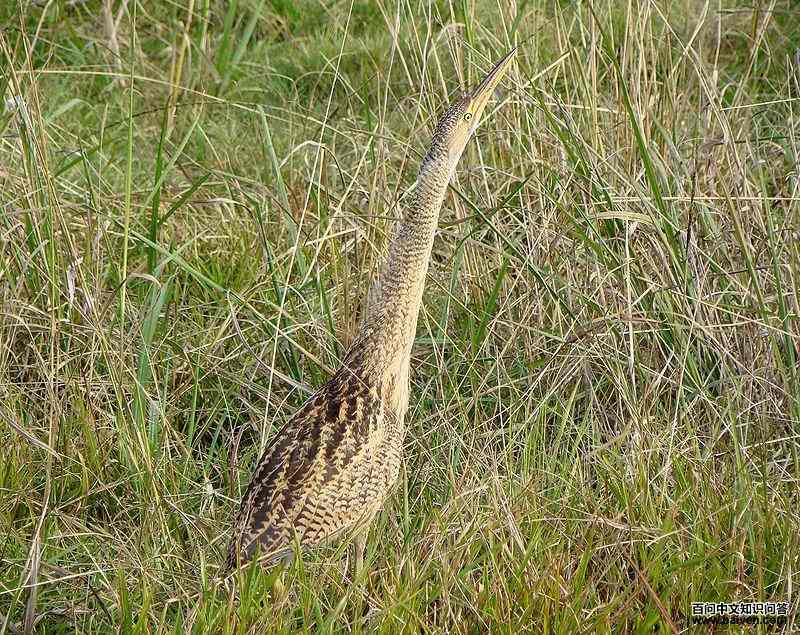 �������Z��ͼƬ