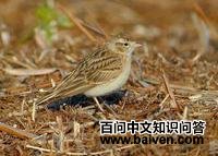 ���ֺ����