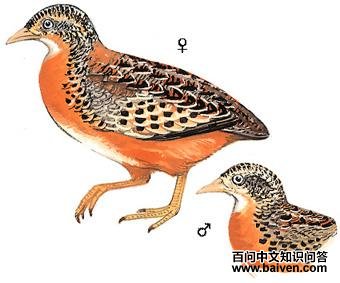 �ƽ���ֺ��