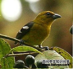 白翅丽唐纳雀 白翅丽唐纳雀的图片