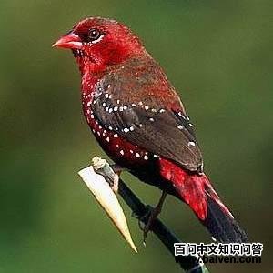 红梅花雀 红梅花雀的图片