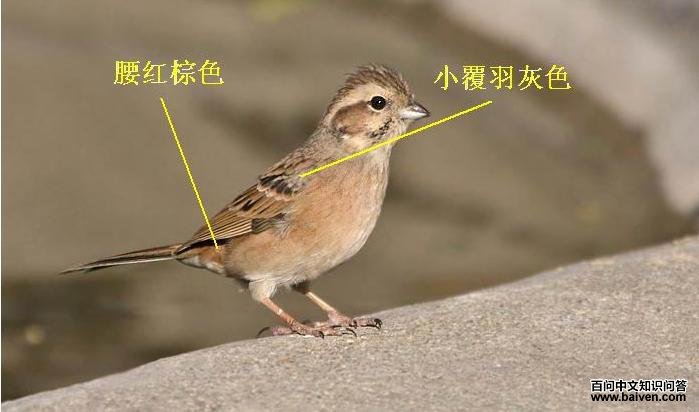 �쾱έ�c
