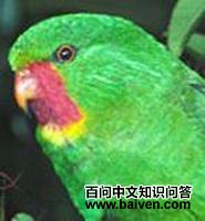 红喉吸蜜鹦鹉 红喉吸蜜鹦鹉的图片
