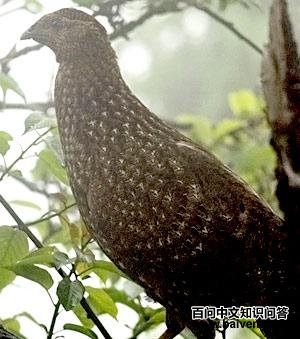 �츹����