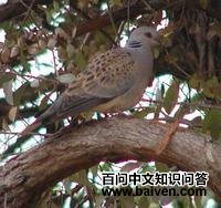 白翅斑鸠 白翅斑鸠的图片