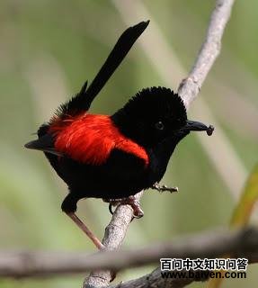 红背细尾鹩莺 红背细尾鹩莺的图片