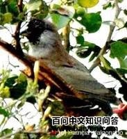 �챳����