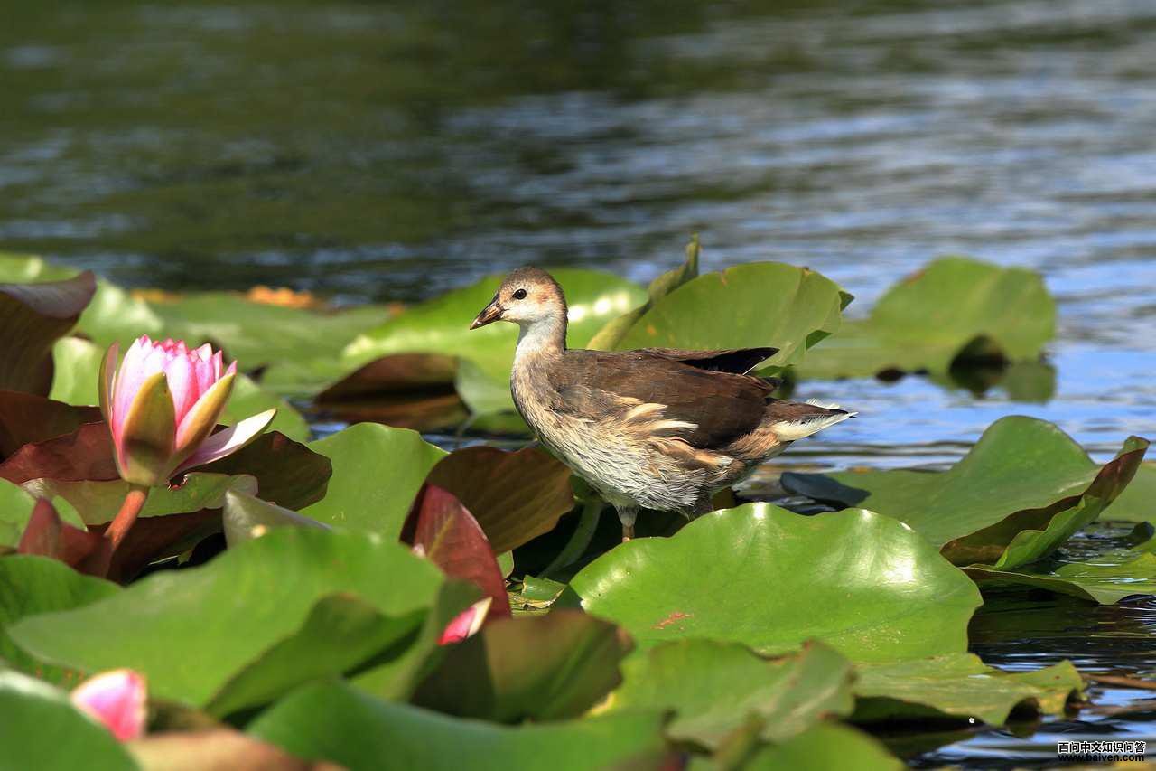 ��ˮ�����ǳ���